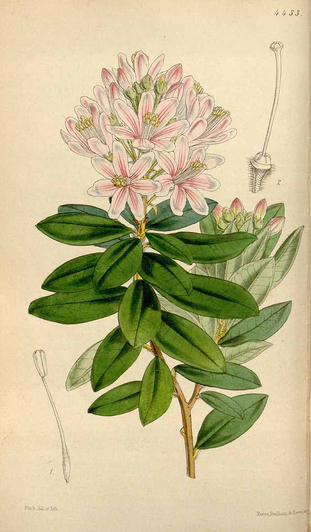 no HD illustration available (3)