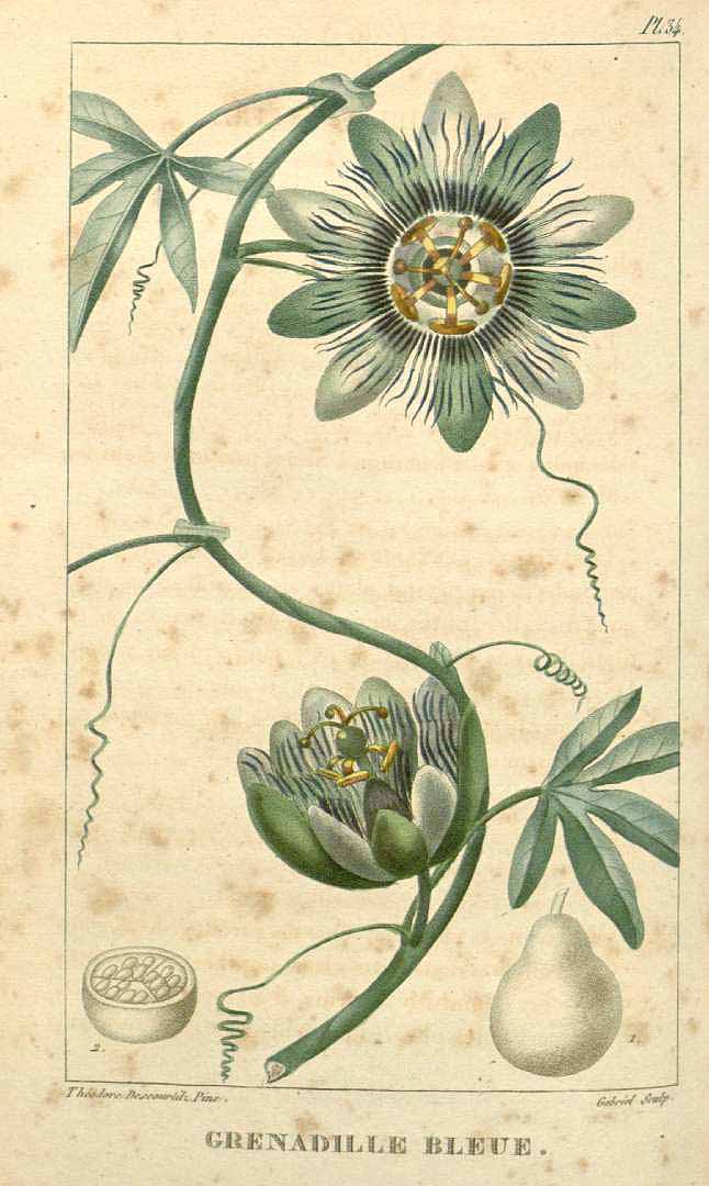 no HD illustration available (3)