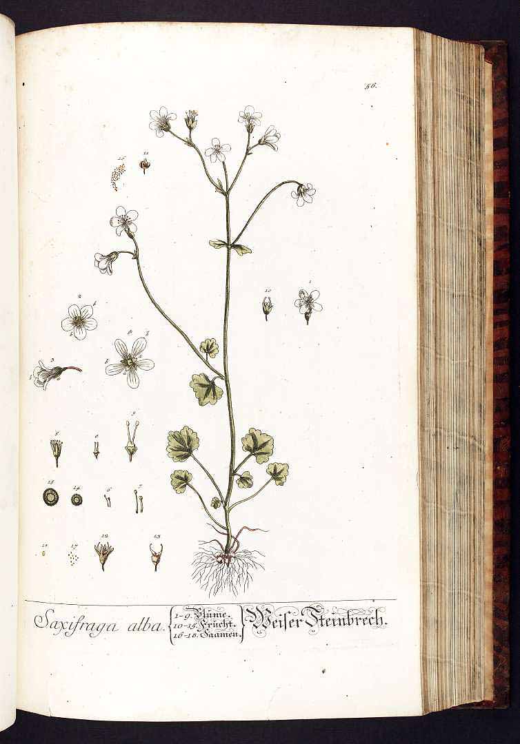 no HD illustration available (3)