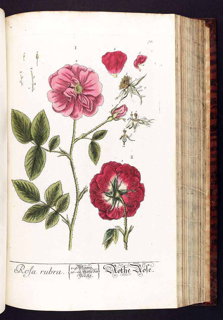 no HD illustration available (3)