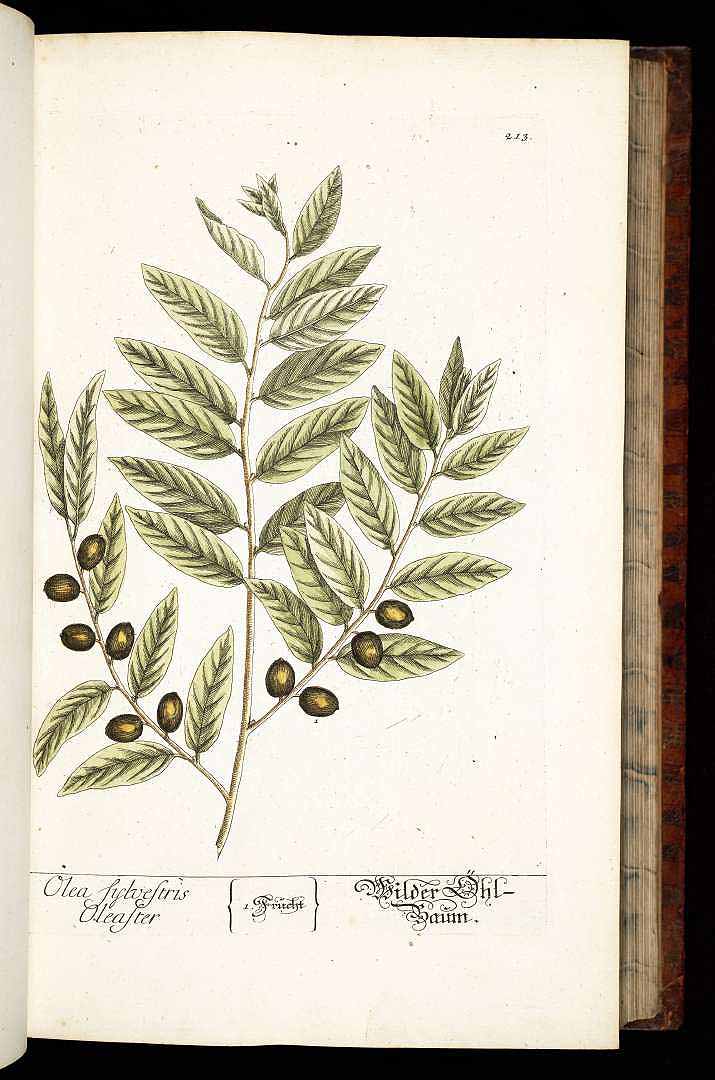 no HD illustration available (3)