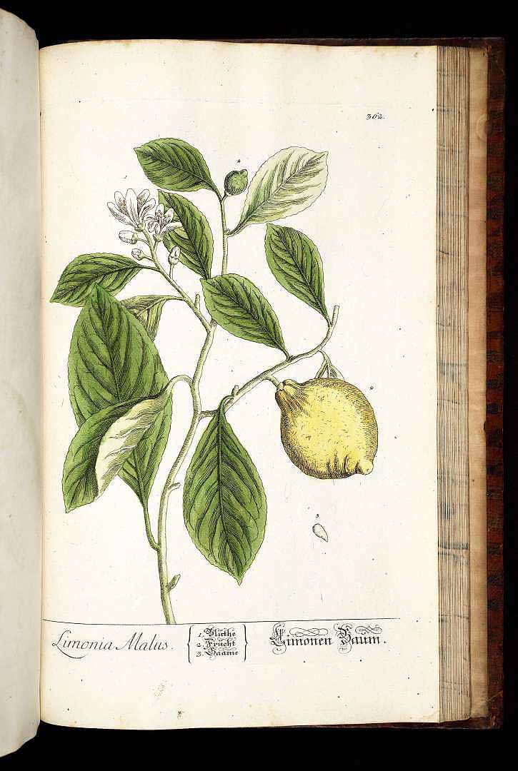 no HD illustration available (3)