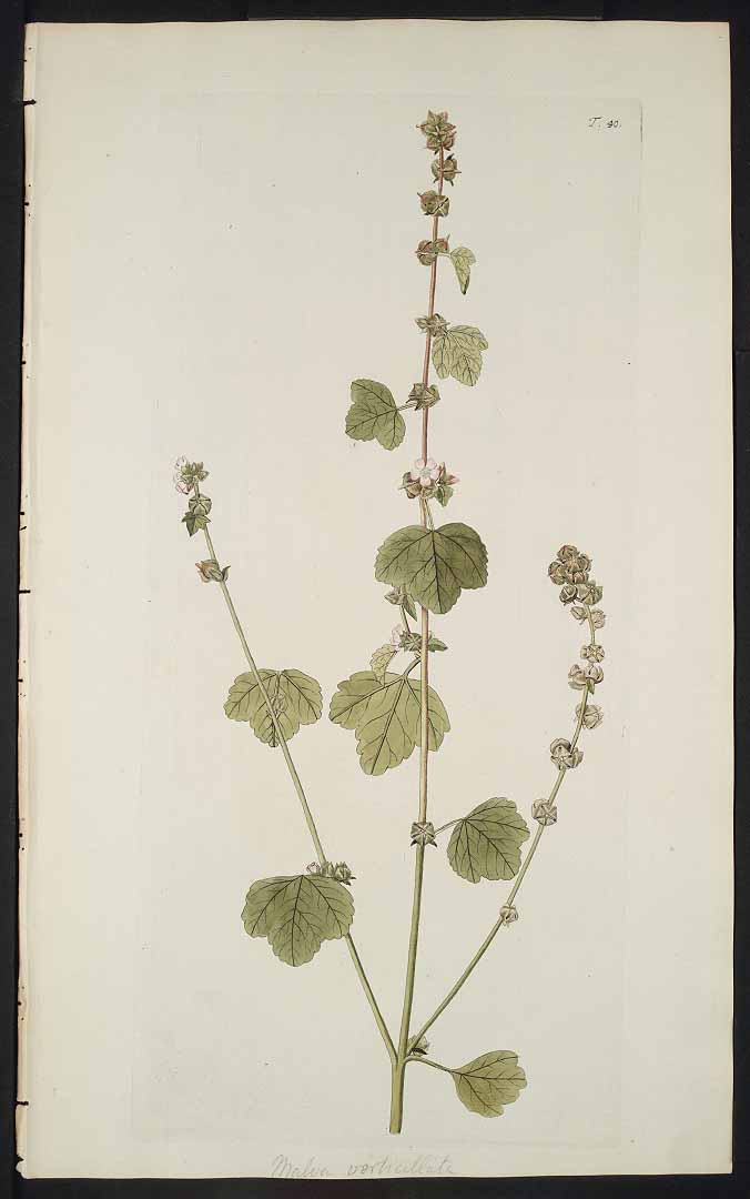 no HD illustration available (3)