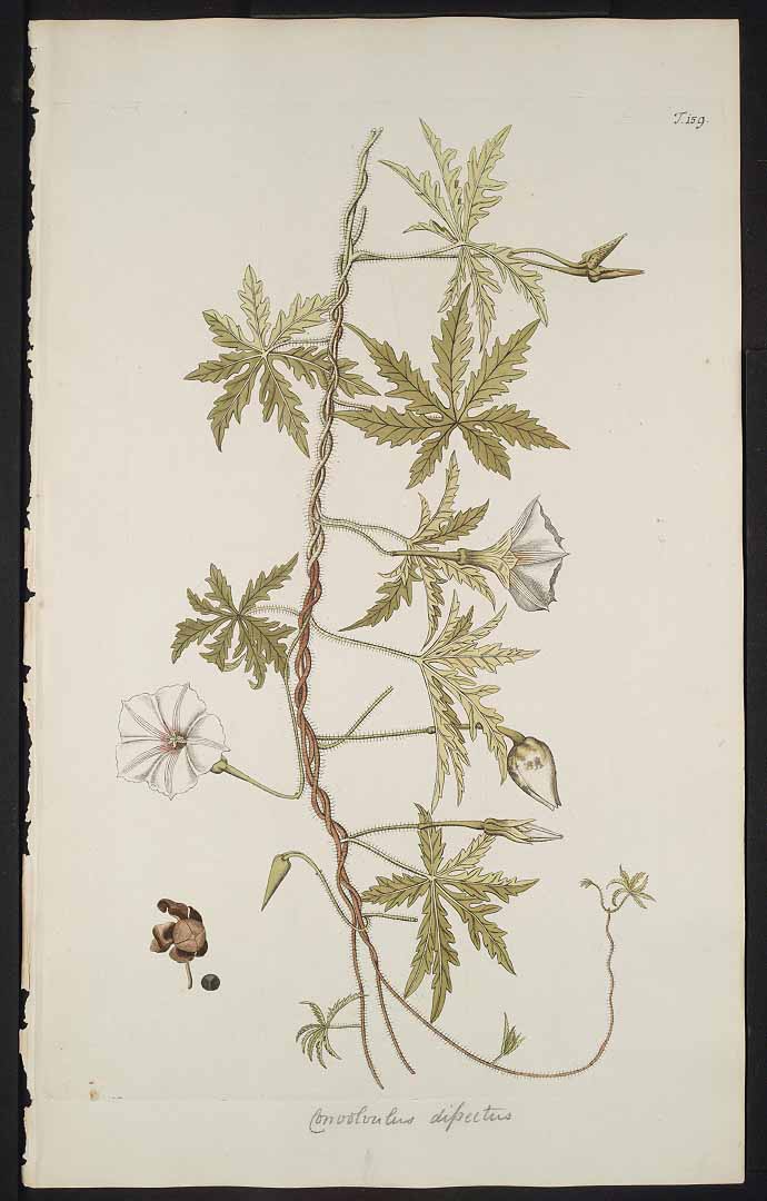 no HD illustration available (3)