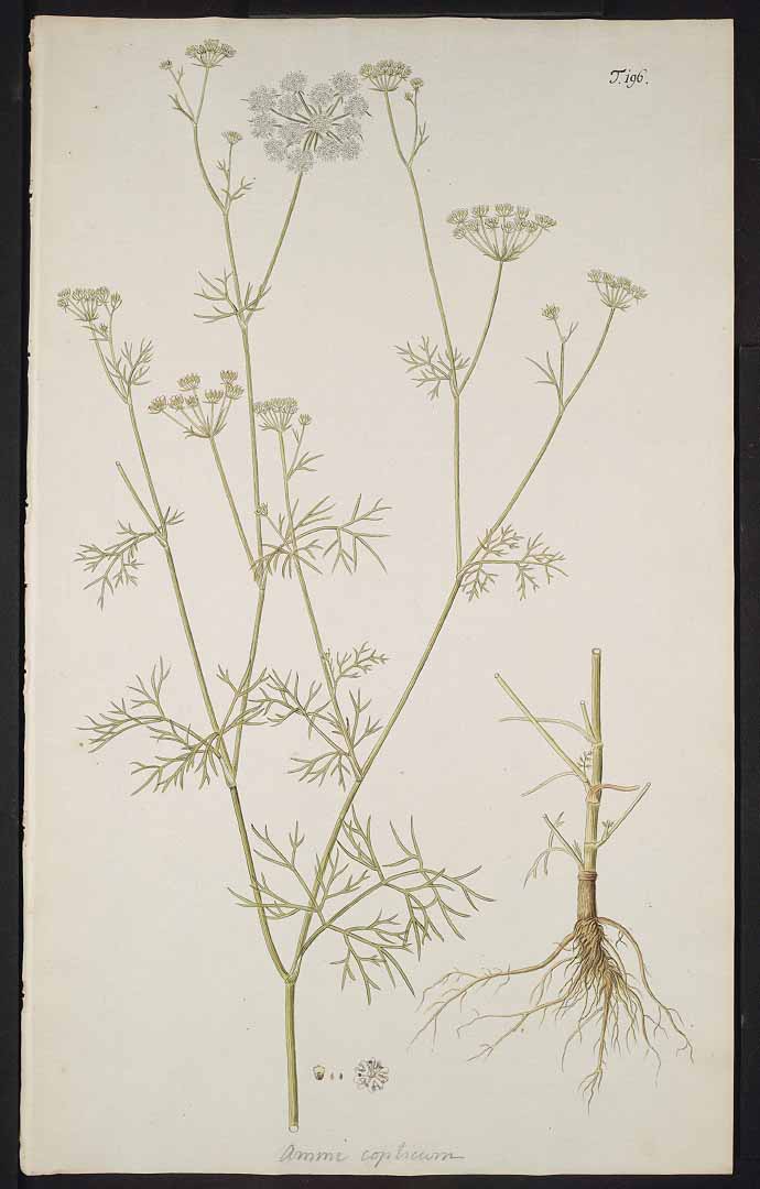 no HD illustration available (3)