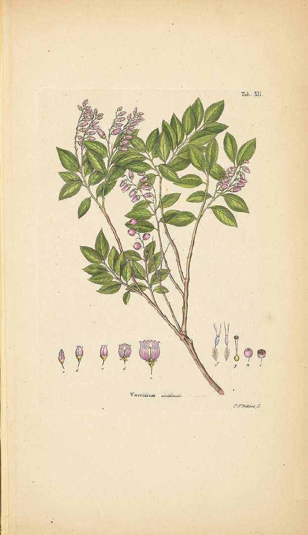 no HD illustration available (3)