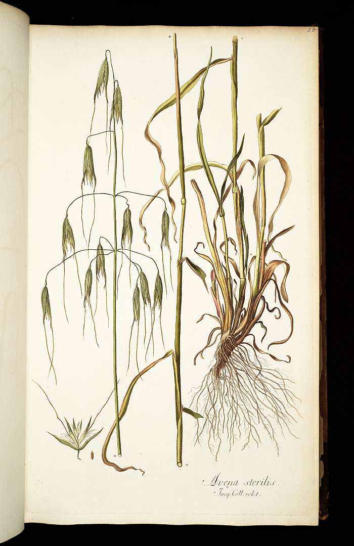 no HD illustration available (3)