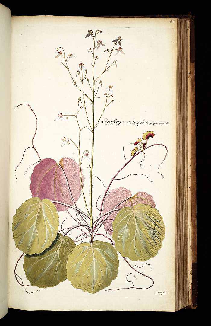 no HD illustration available (3)