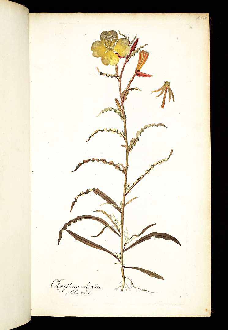 no HD illustration available (3)