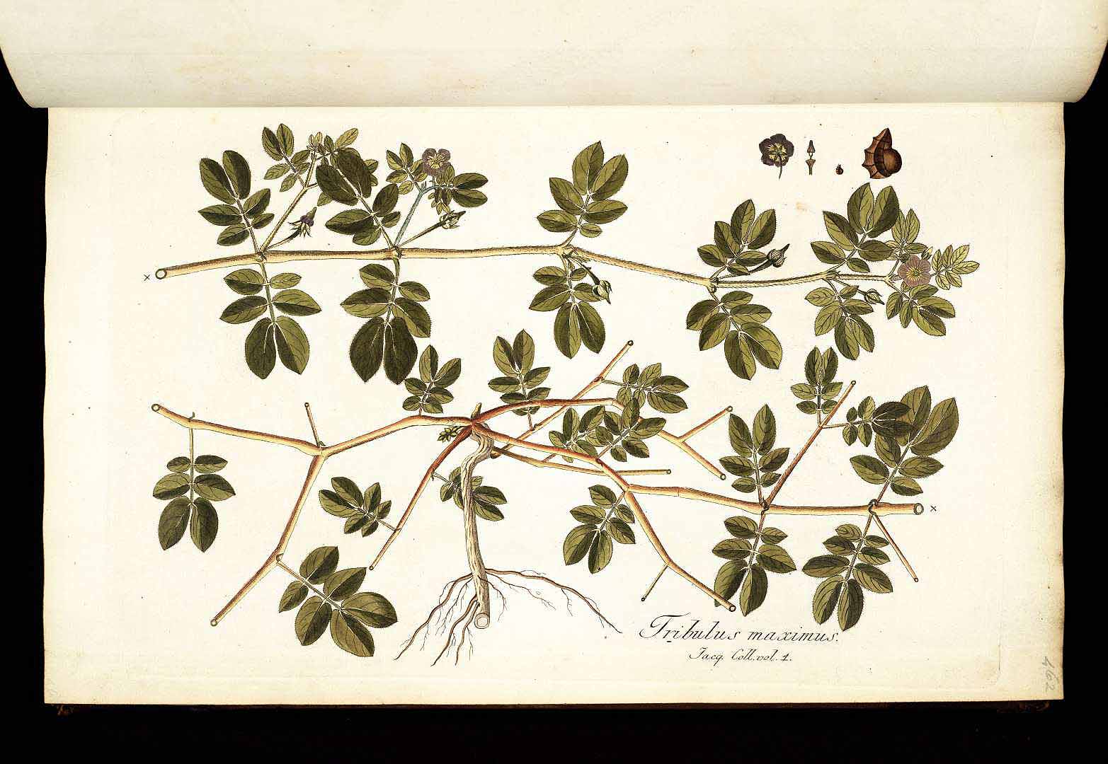 no HD illustration available (3)