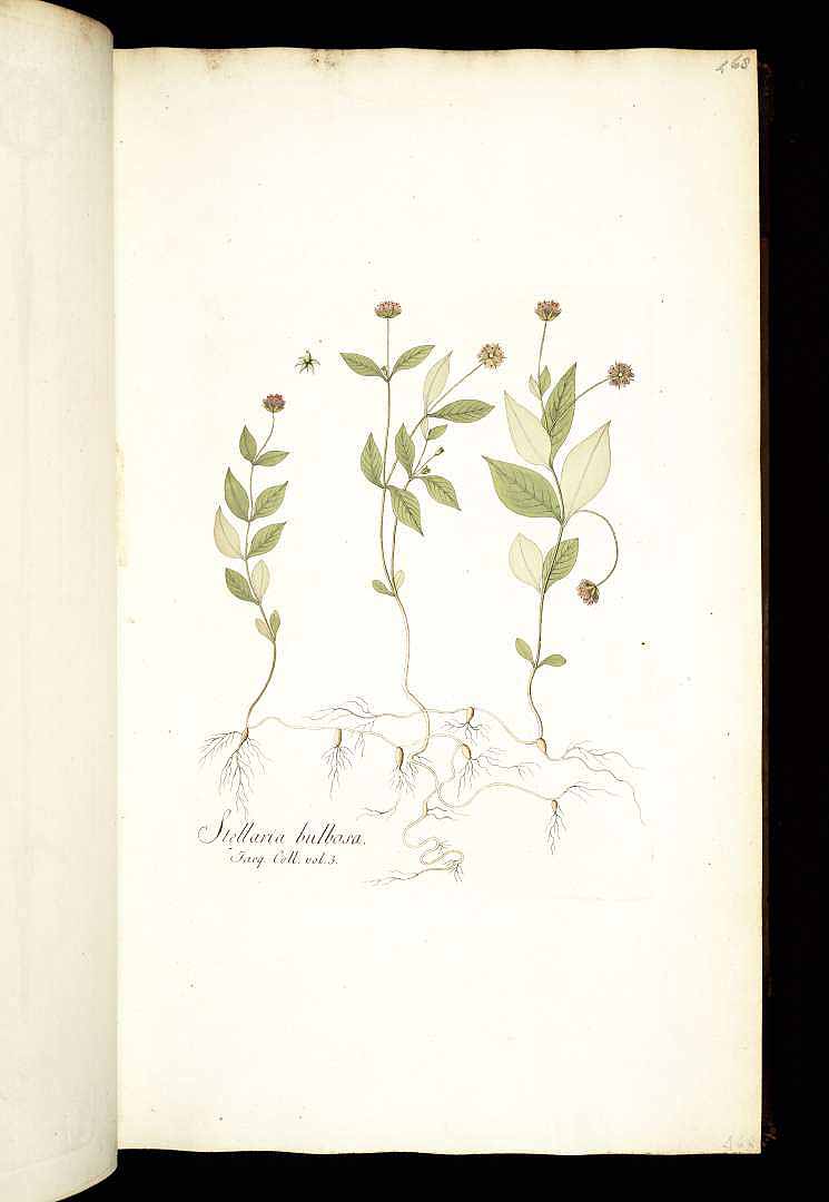 no HD illustration available (3)