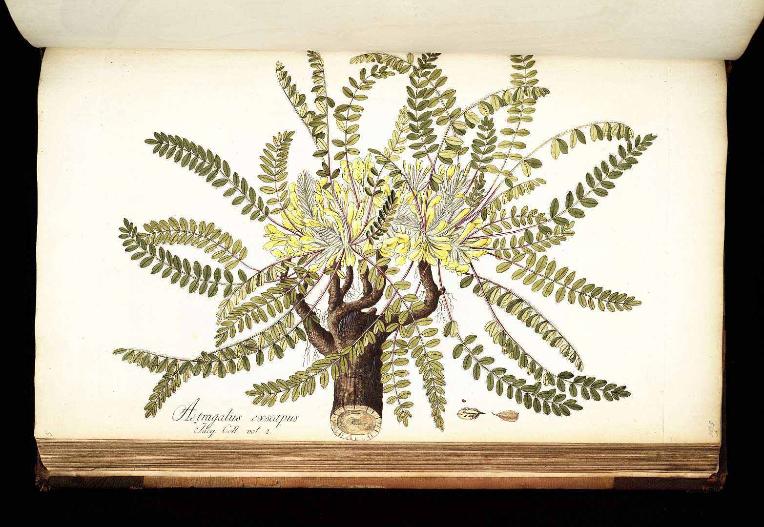 no HD illustration available (3)