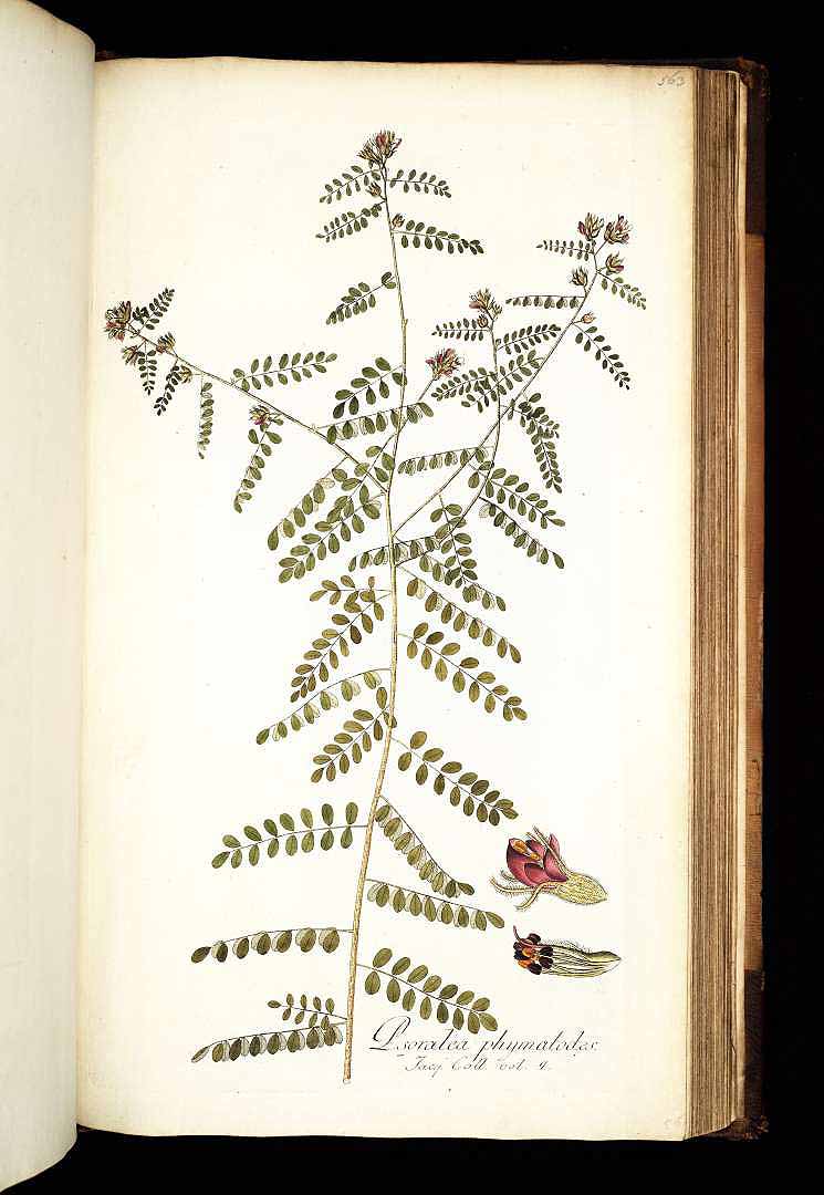 no HD illustration available (3)