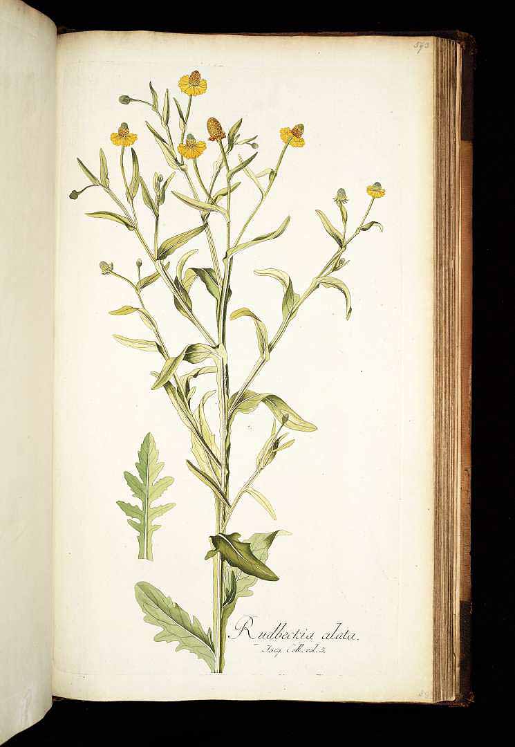 no HD illustration available (3)