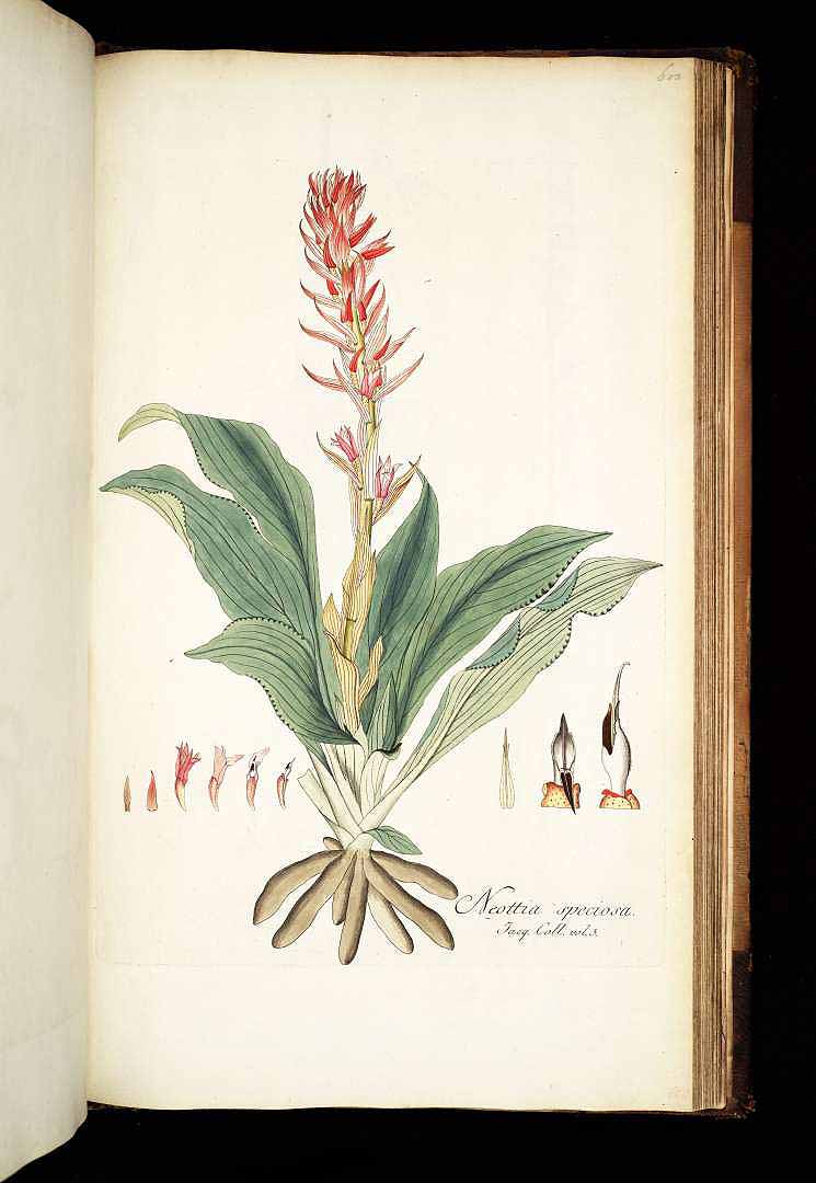 no HD illustration available (3)