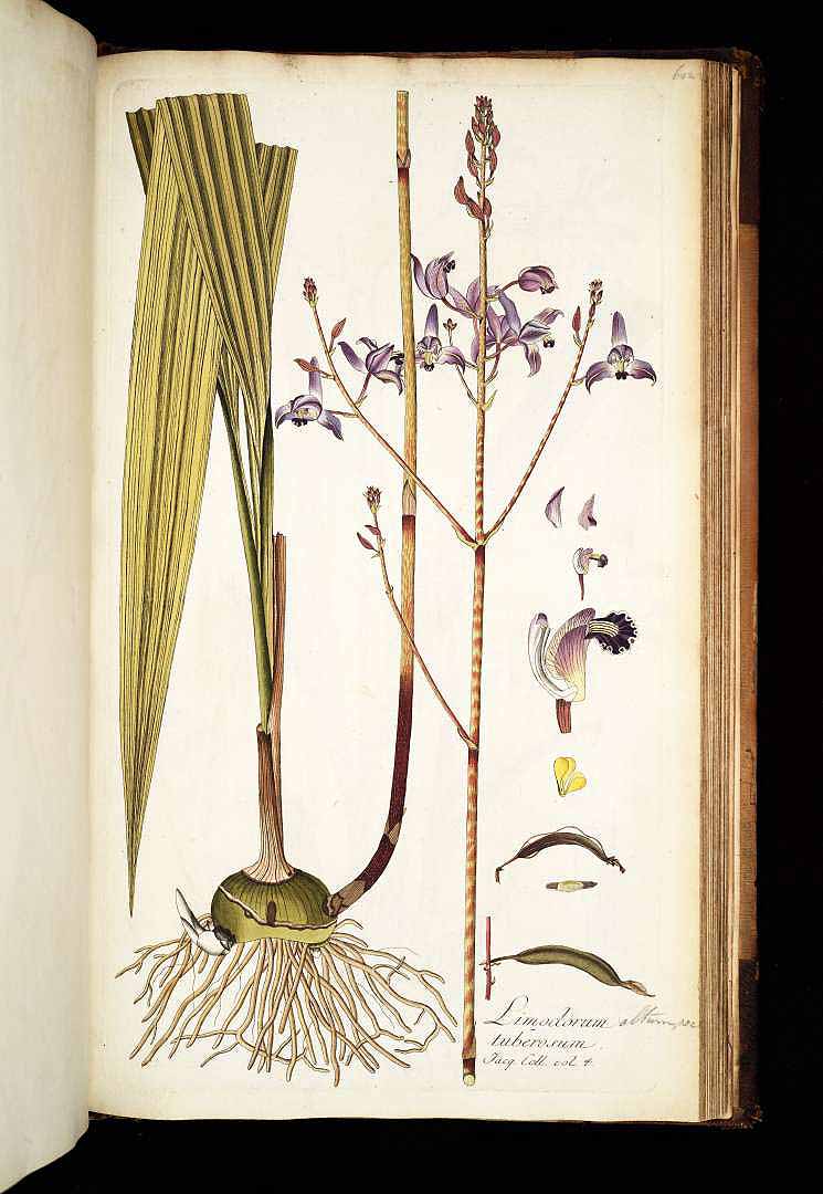 no HD illustration available (3)