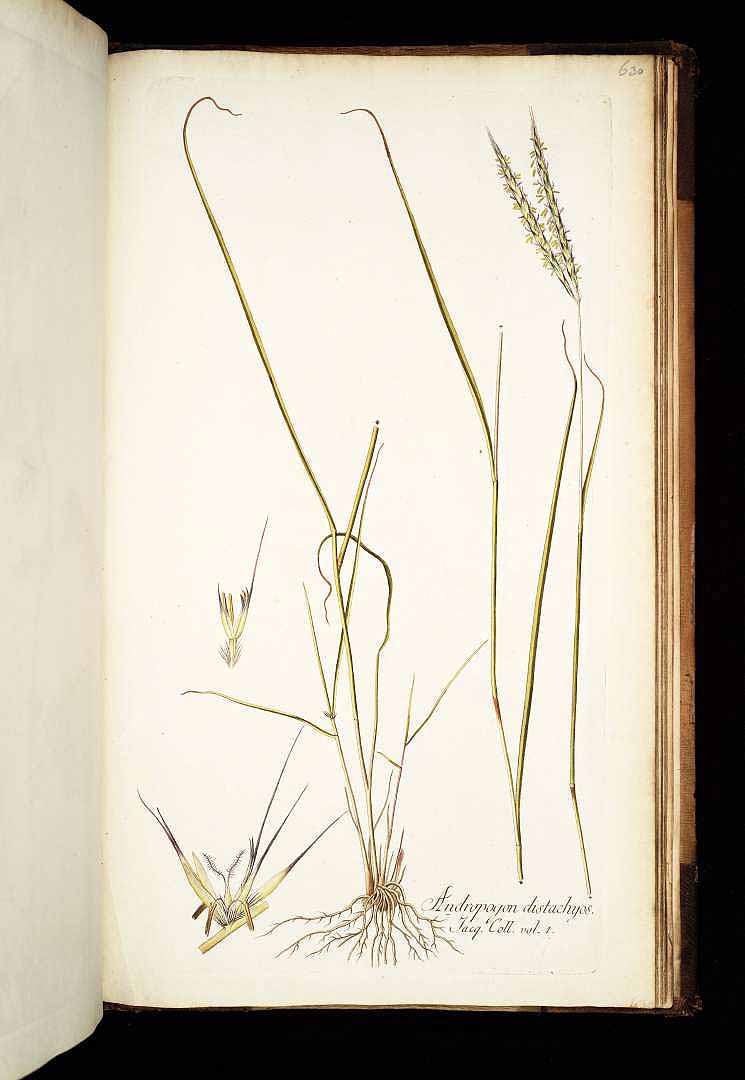 no HD illustration available (3)