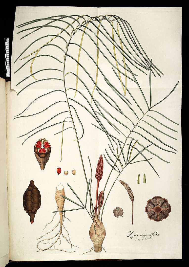 no HD illustration available (3)