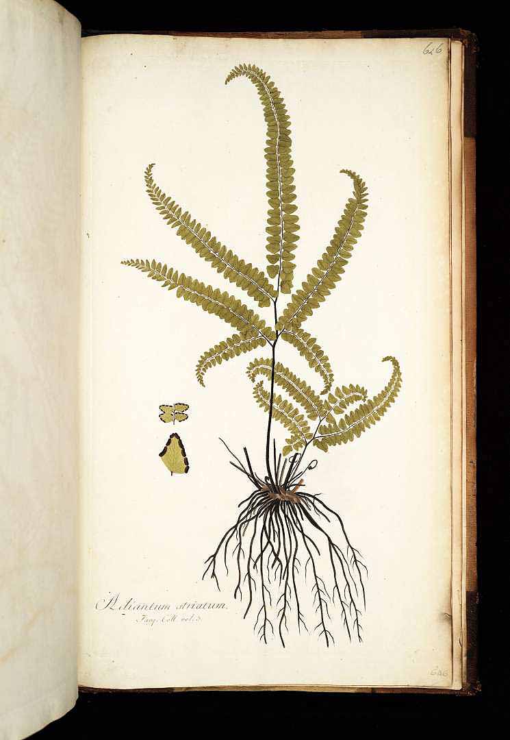 no HD illustration available (3)