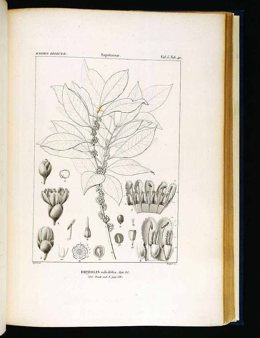 no HD illustration available (3)