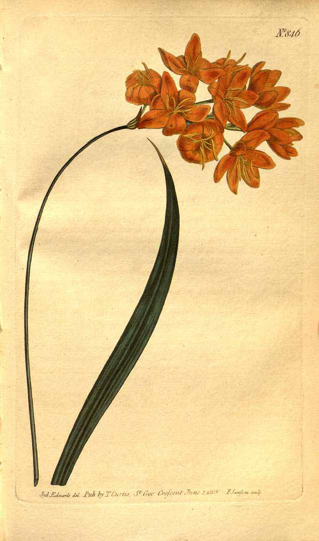 no HD illustration available (3)