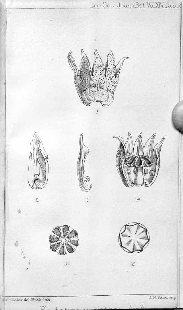 no HD illustration available (3)