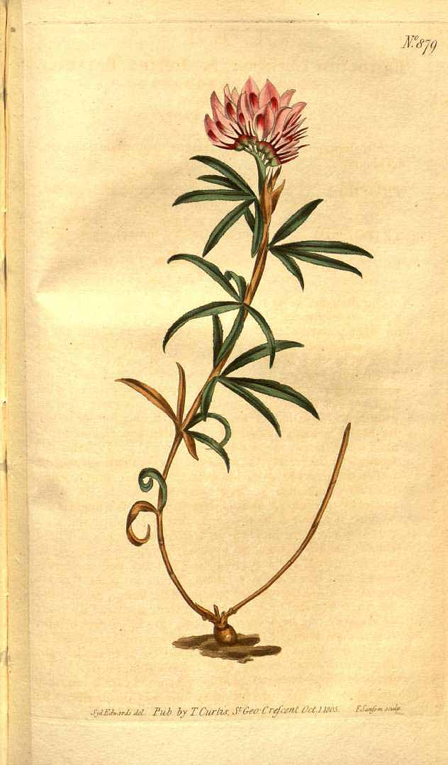 no HD illustration available (3)