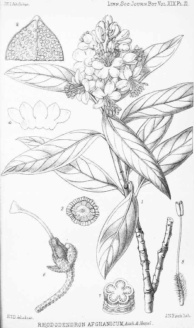 no HD illustration available (3)