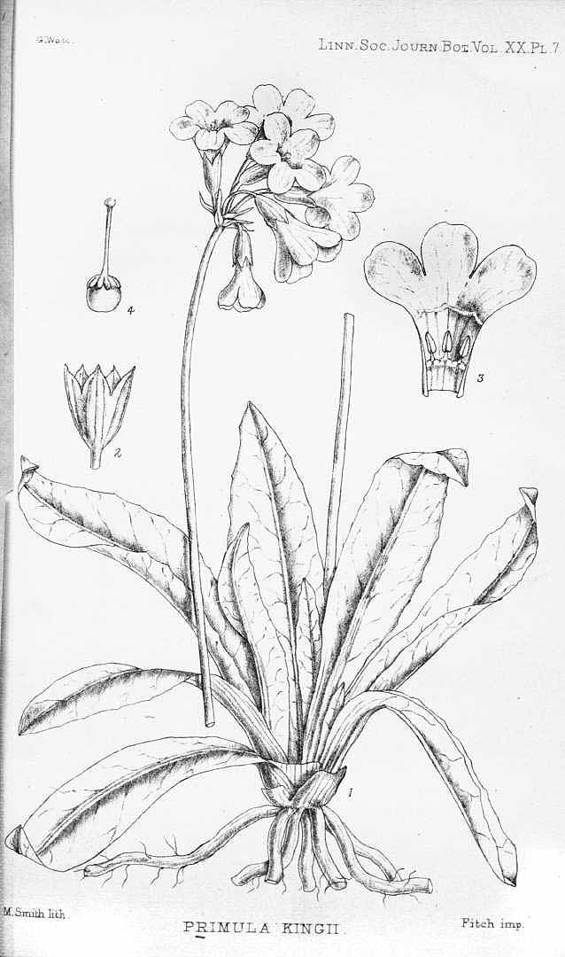 no HD illustration available (3)