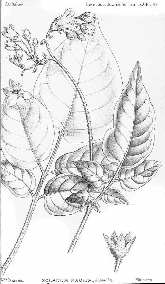 no HD illustration available (3)