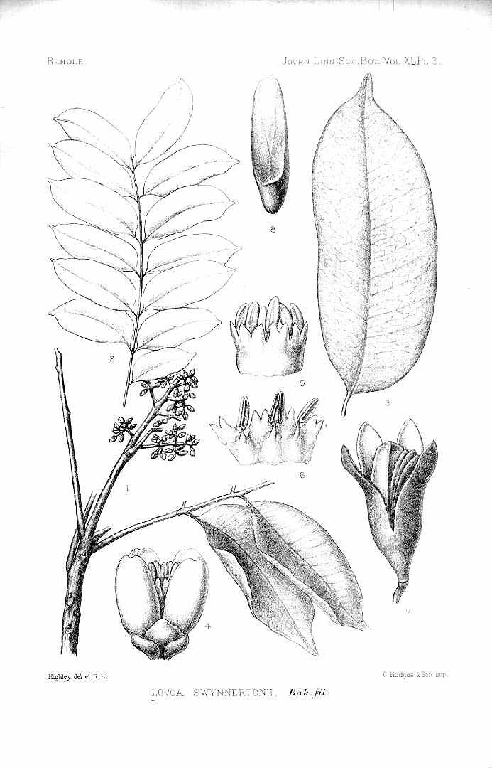 no HD illustration available (3)