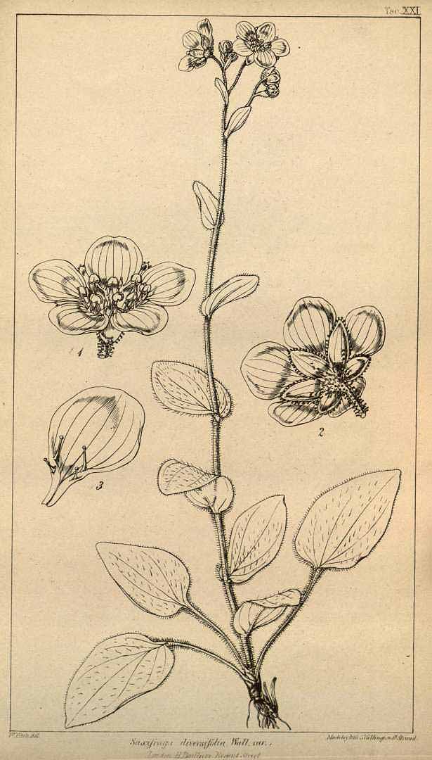 no HD illustration available (3)