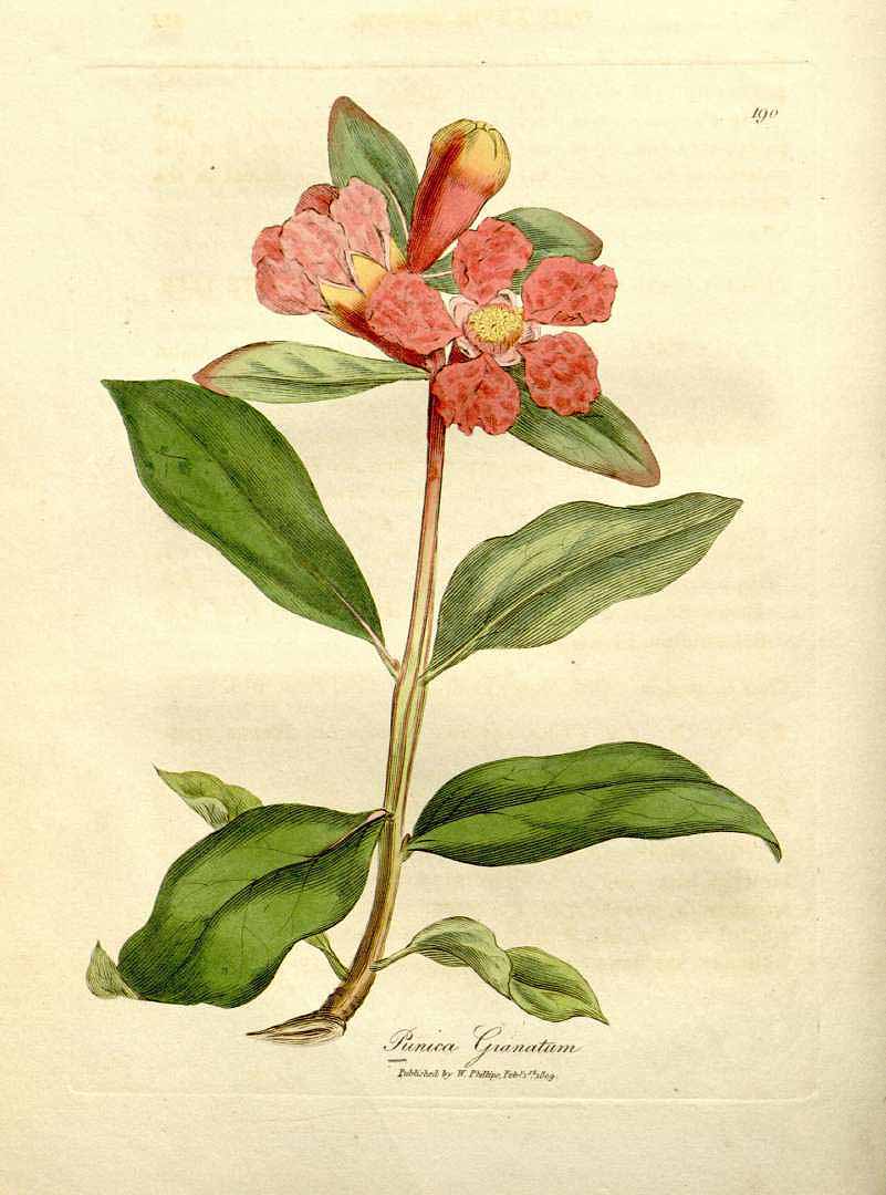 no HD illustration available (3)