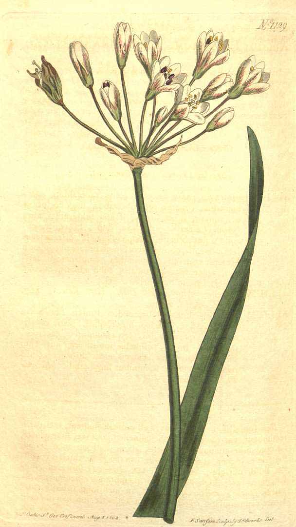 no HD illustration available (3)