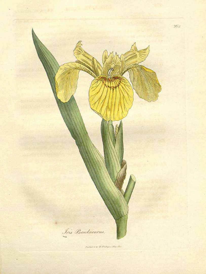 no HD illustration available (3)