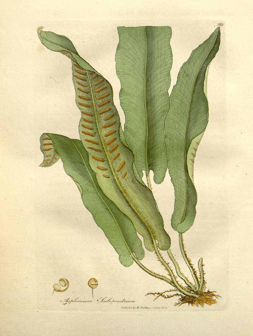 no HD illustration available (3)