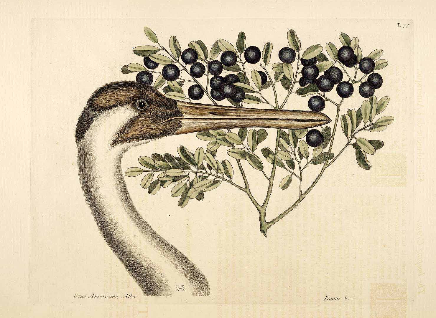 no HD illustration available (3)