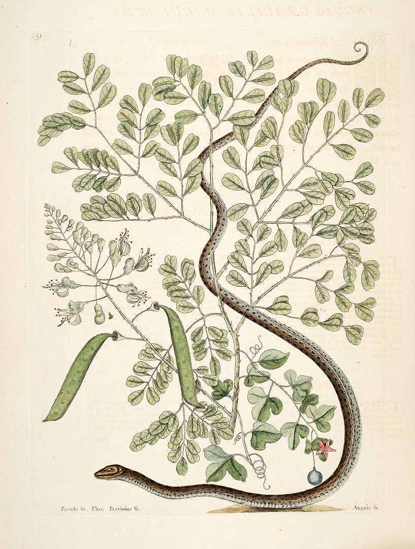 no HD illustration available (3)