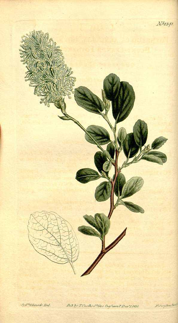 no HD illustration available (3)