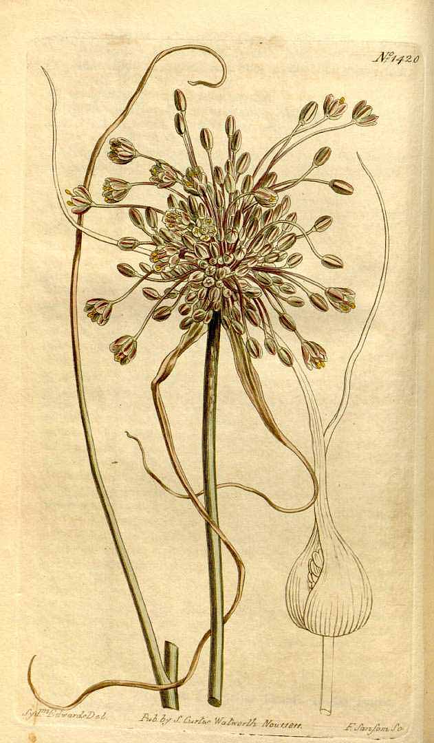 no HD illustration available (3)