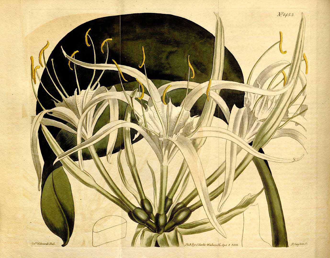 no HD illustration available (3)