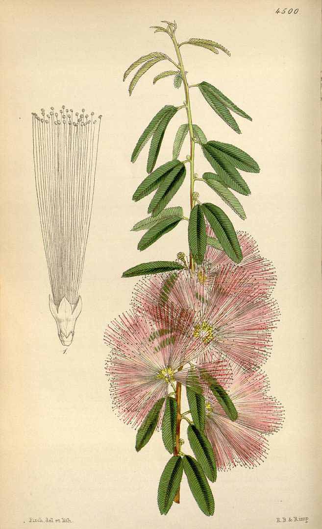 no HD illustration available (3)