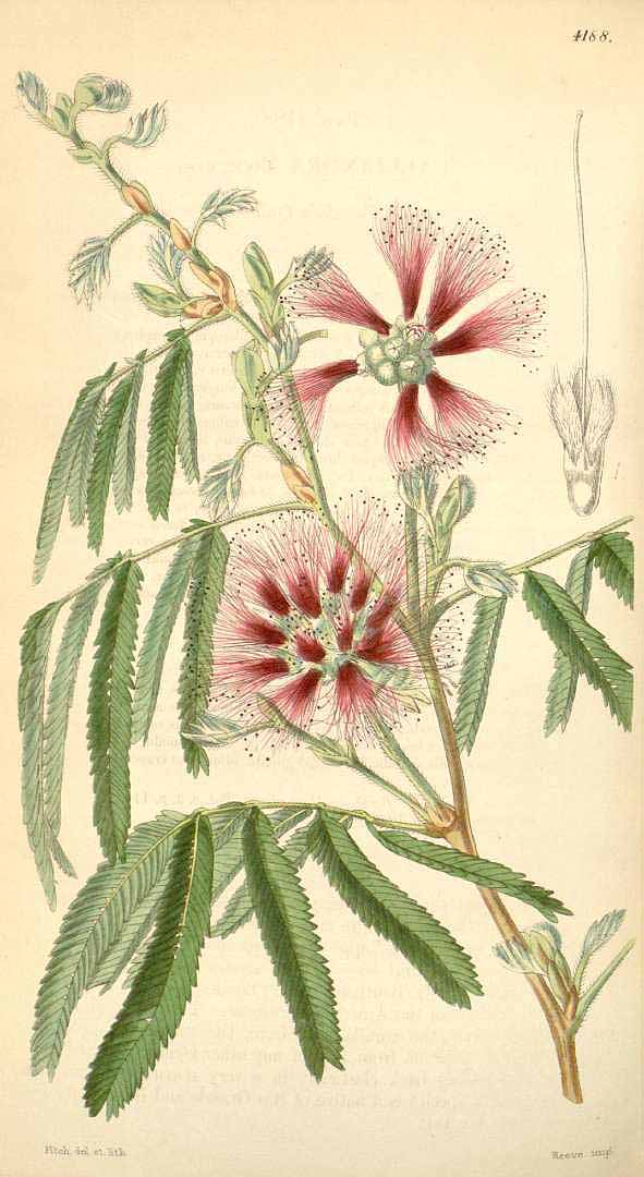 no HD illustration available (3)