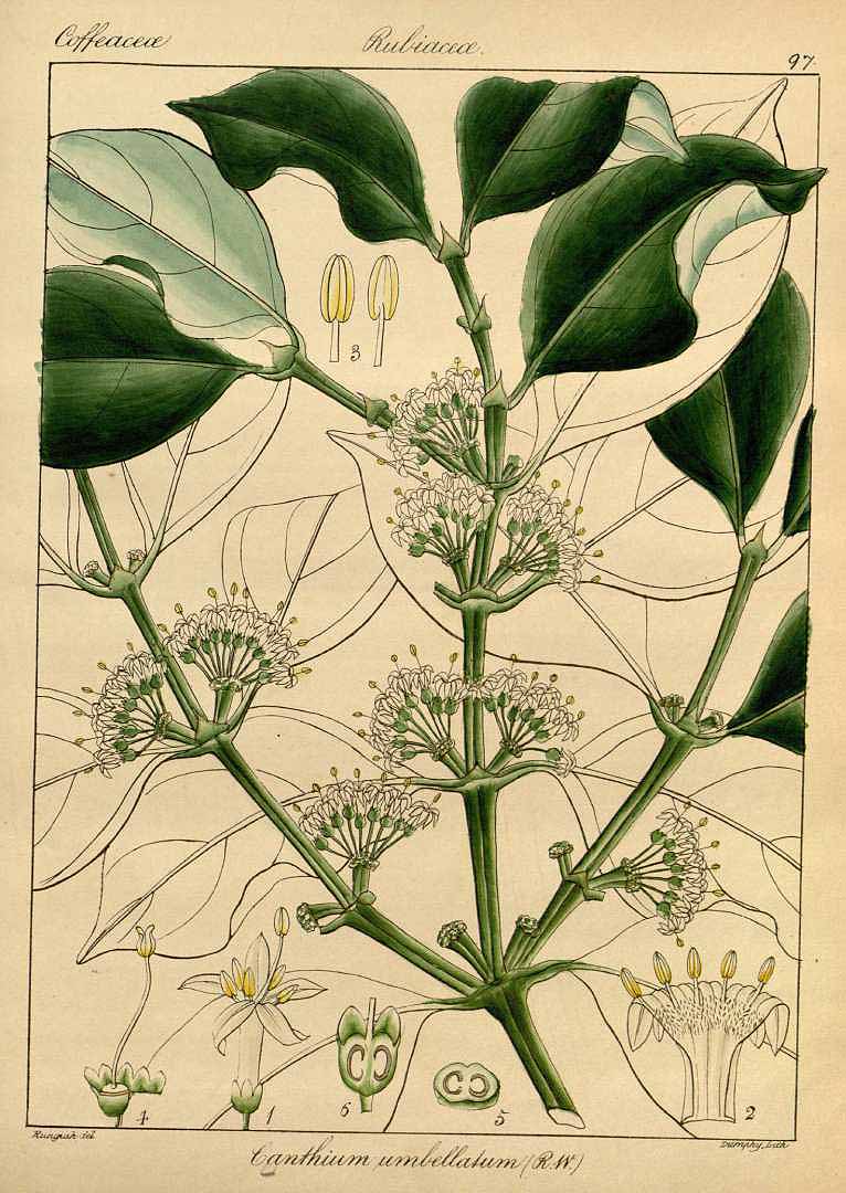 no HD illustration available (3)