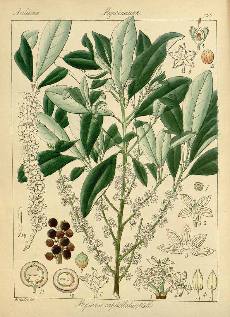 no HD illustration available (3)