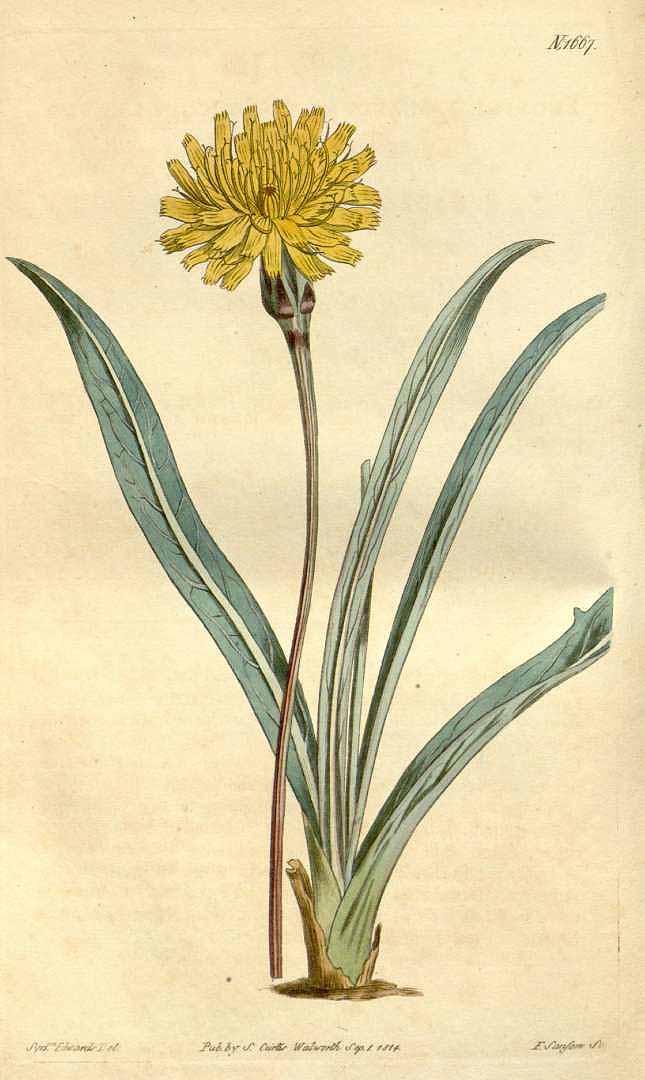 no HD illustration available (3)