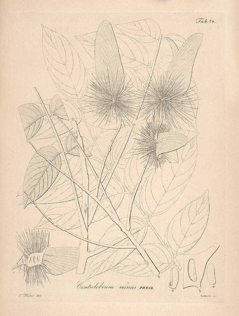 no HD illustration available (3)