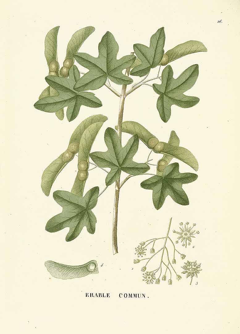 no HD illustration available (3)