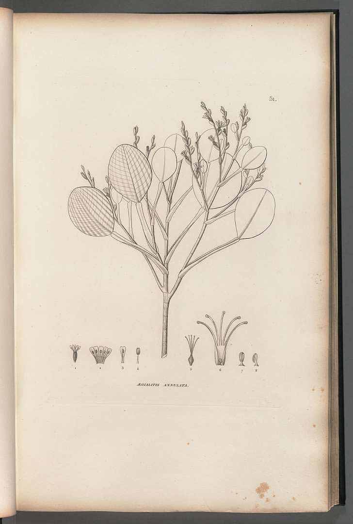 no HD illustration available (3)