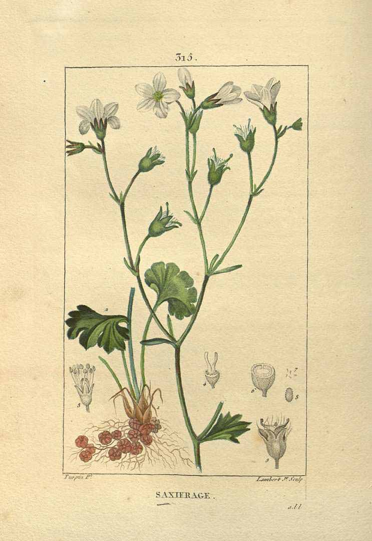 no HD illustration available (3)